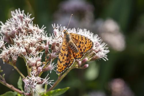 Melitaea didyma